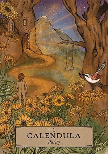 Herbal Astrology Oracle Cards Hay House