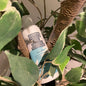 NONOCO BODY WASH ULTRA MILD PLANT BASED